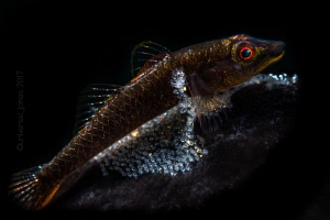 Black Tunicate Goby with Egg by Wayne Jones 